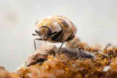 Beetle