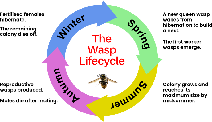 Wasp Lifecycle