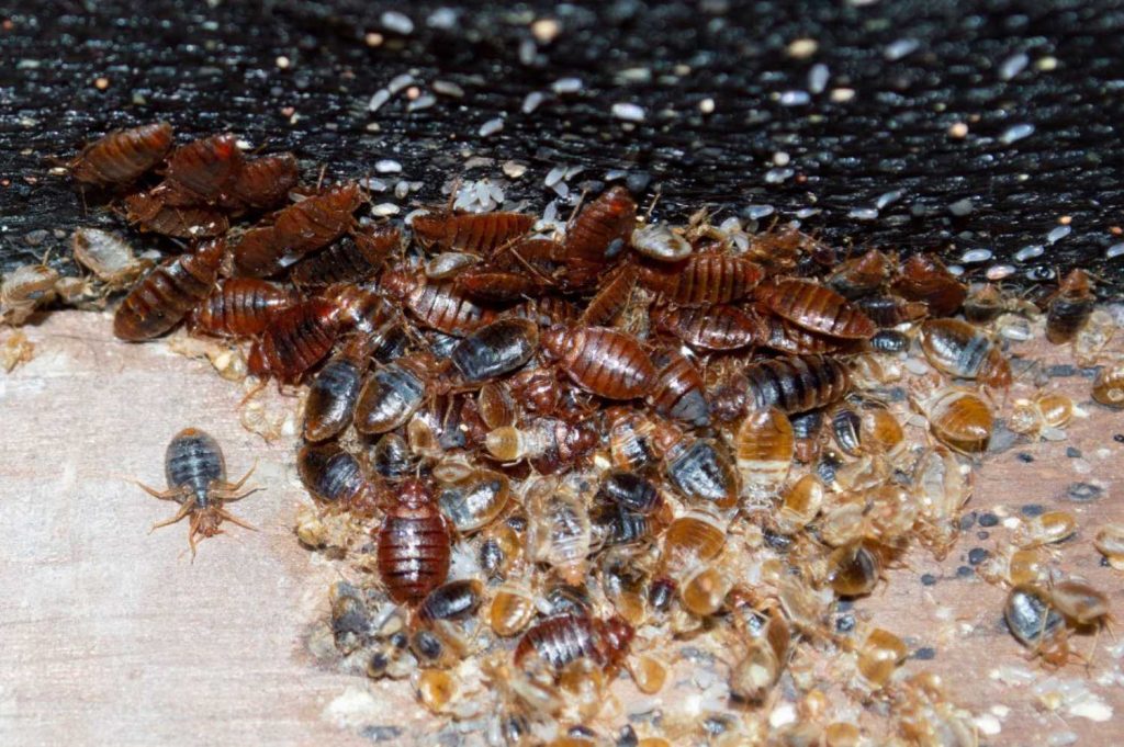 Bed bugs