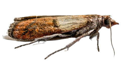 Clothes moth