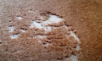 Moth Eaten Carpet