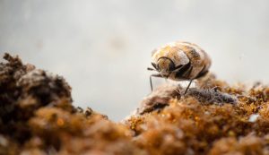 Textile pest