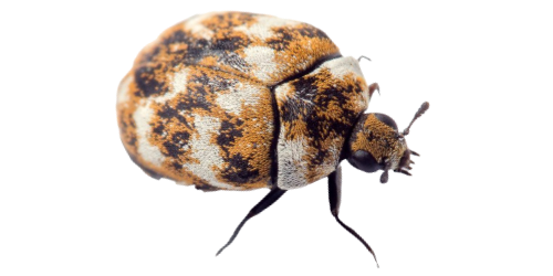 Carpet beetle