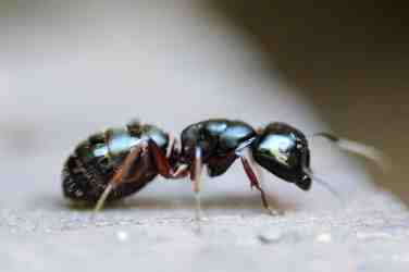 Ant