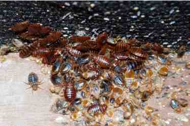 Bed Bugs
