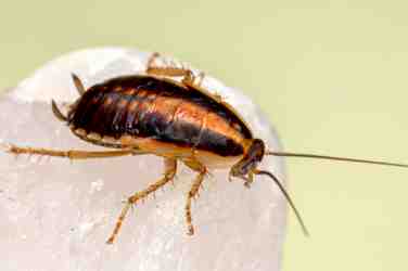 Cockroach