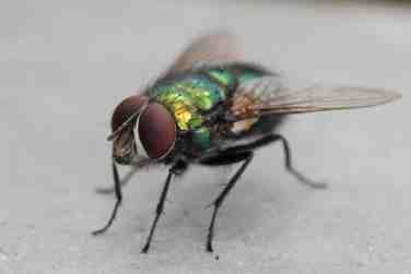 Fly