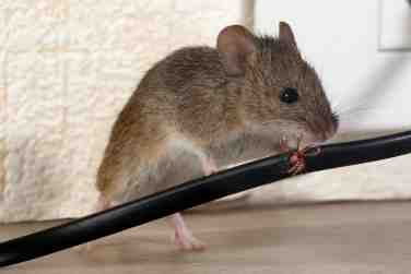 Mouse