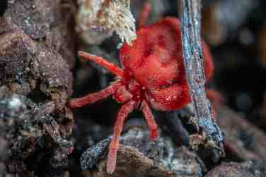 Mite