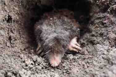 Mole