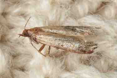 Moth