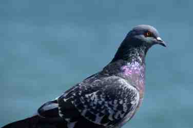 Pigeon