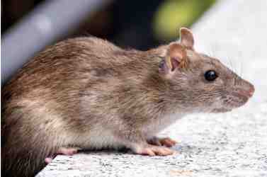 Rat