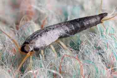 Silverfish