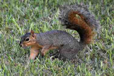 Squirrel