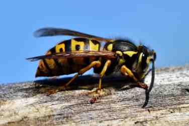 Wasp