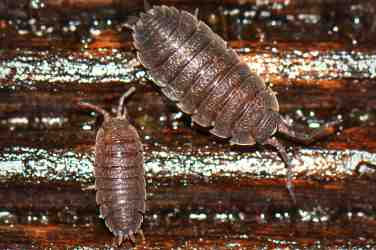 Woodlice