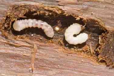 Woodworm