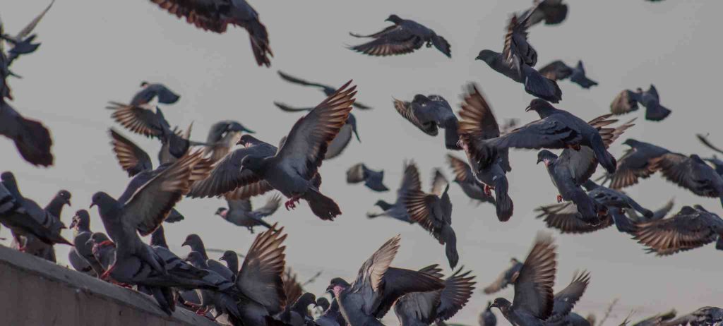 Flying Pigeons