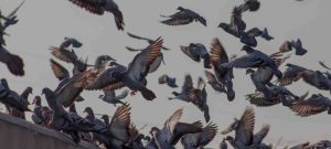 Flying Pigeons