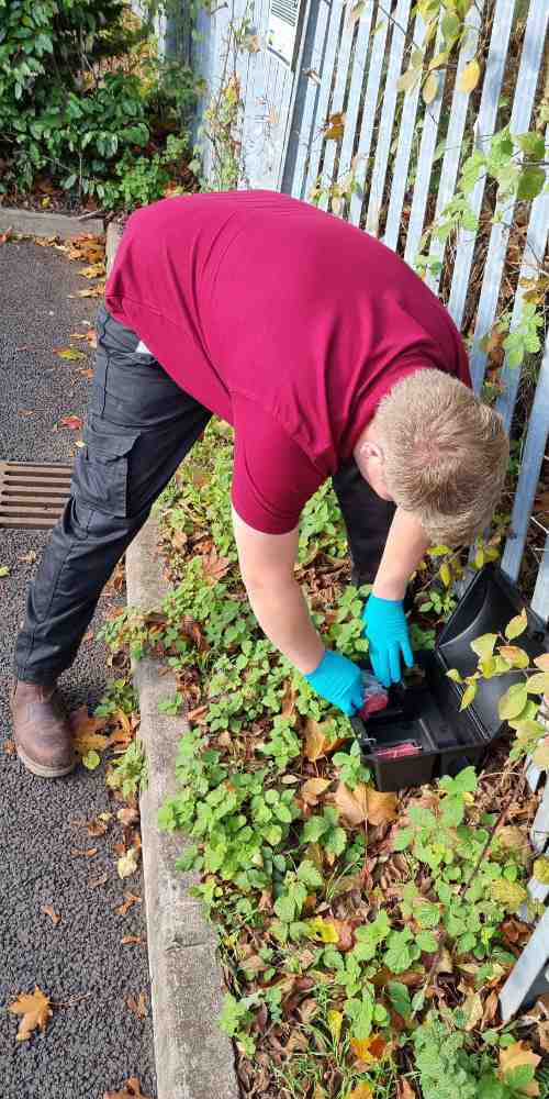 Man Preparing a Rat Bait Station