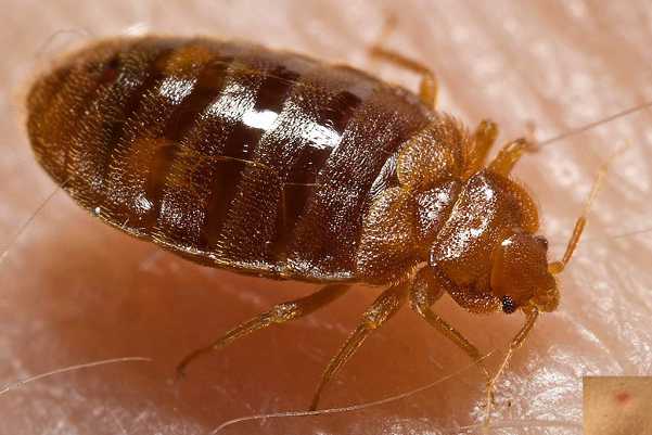 Close up of a bed bug