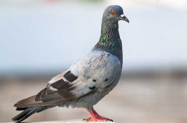 Single pigeon