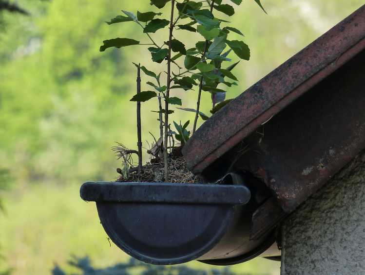 Plant growing from gutter